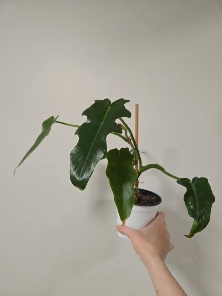 Philodendron Bob Cee plant