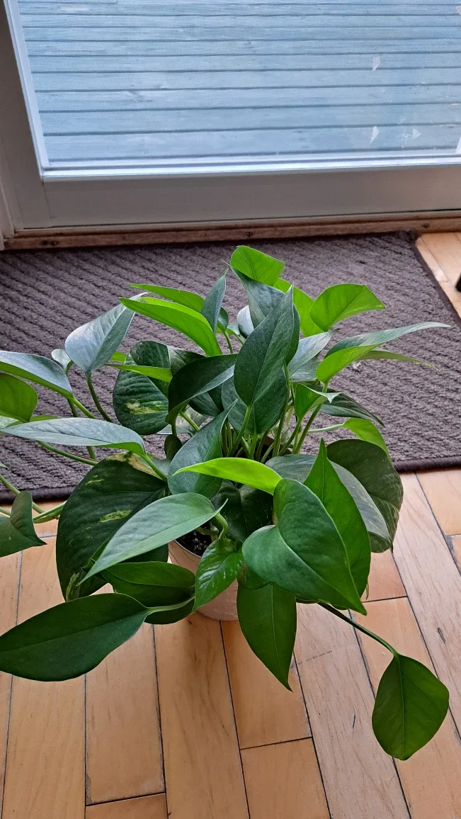 Potted Pathos Plant image indicator(3)