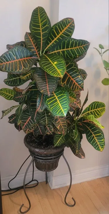 Croton Plant with Stand