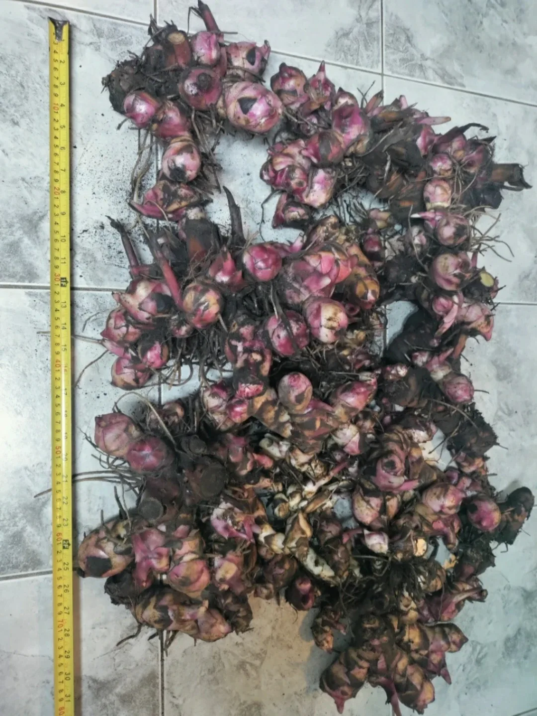 Red Canna Lilly Rhizomes 6ft tall