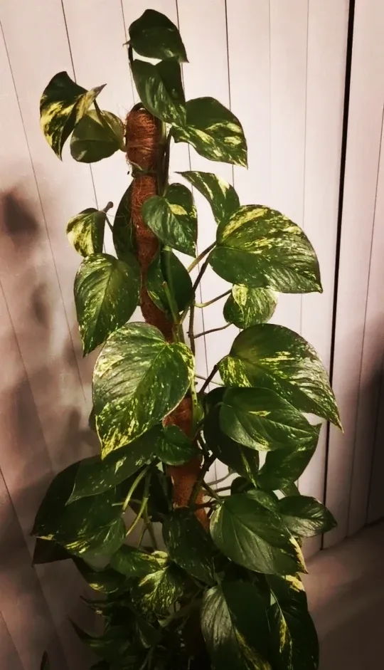 Pothos Plant with Moss Pole