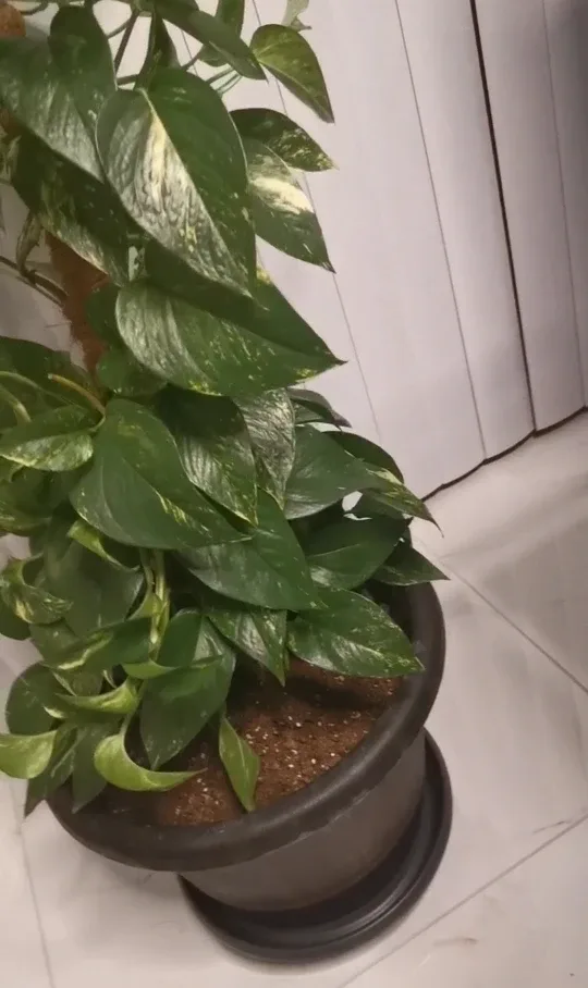 Pothos Plant with Moss Pole image indicator(2)