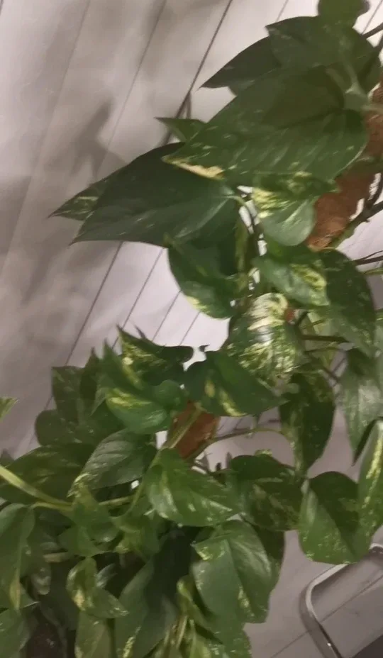 Pothos Plant with Moss Pole image indicator(3)