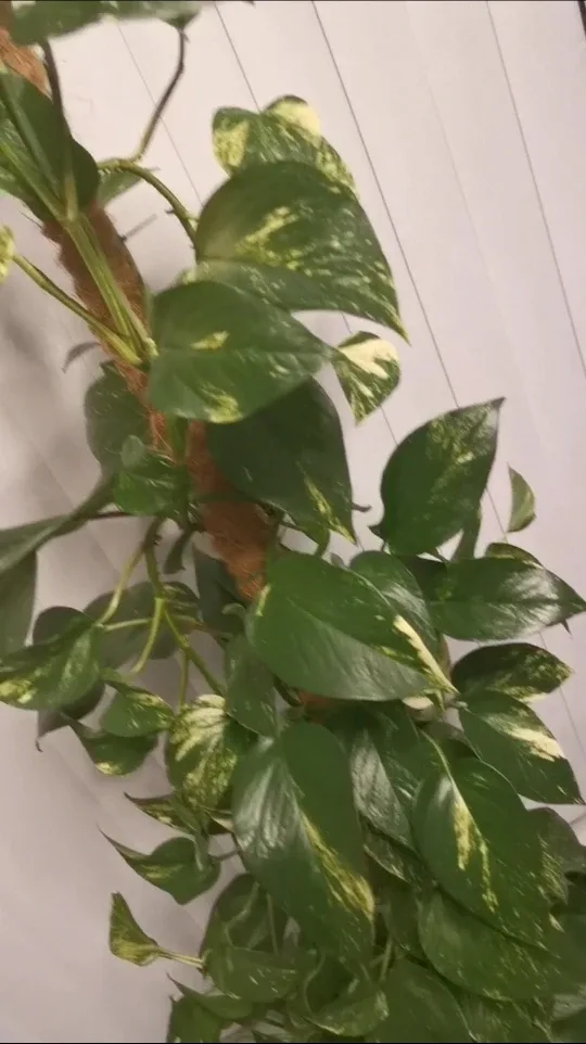 Pothos Plant with Moss Pole image indicator(4)