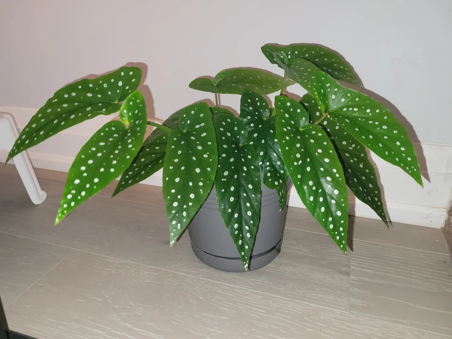 Polka Dot Begonia in Grey Pot