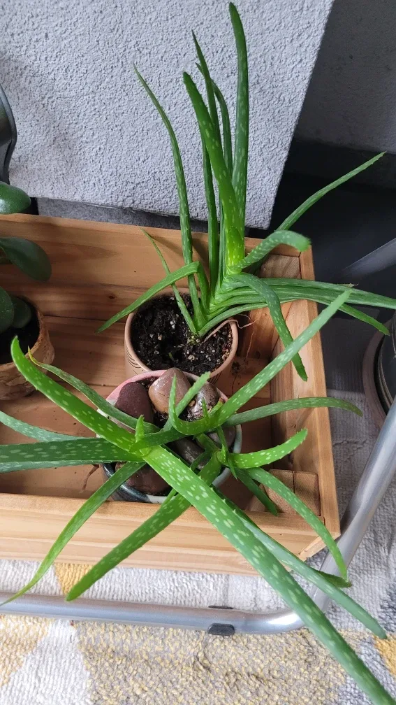 Aloe Vera Plant