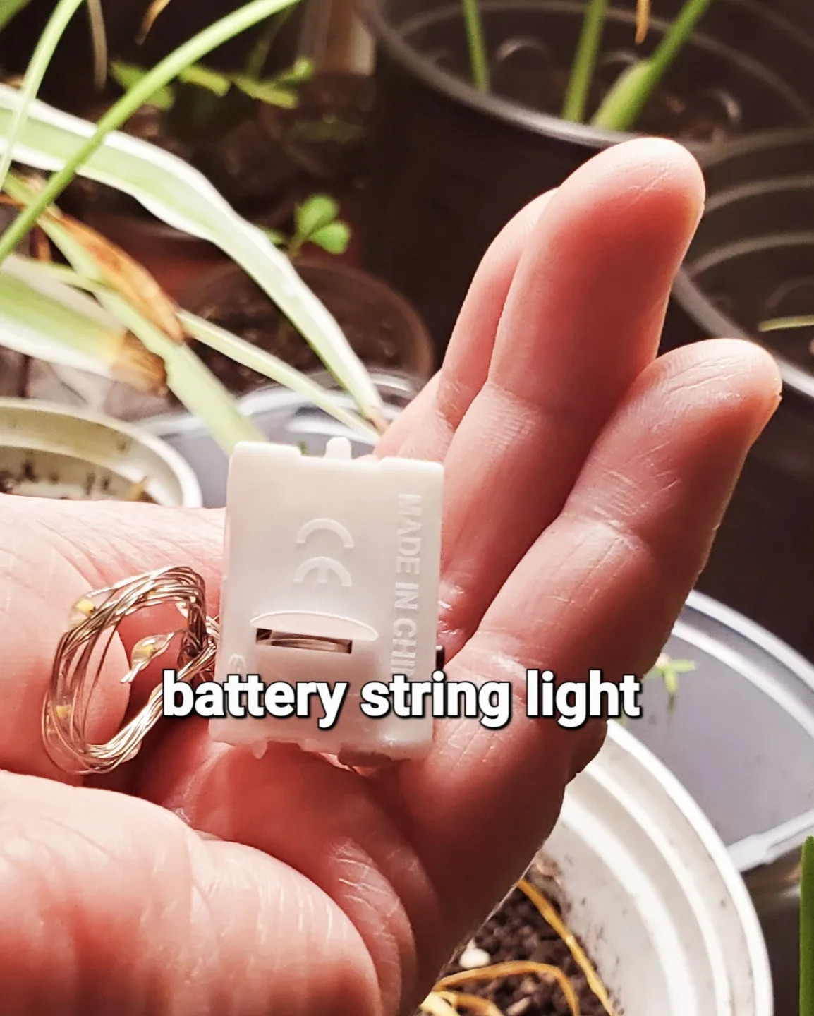 Mother of Thousands Plant with String Lights image indicator(5)