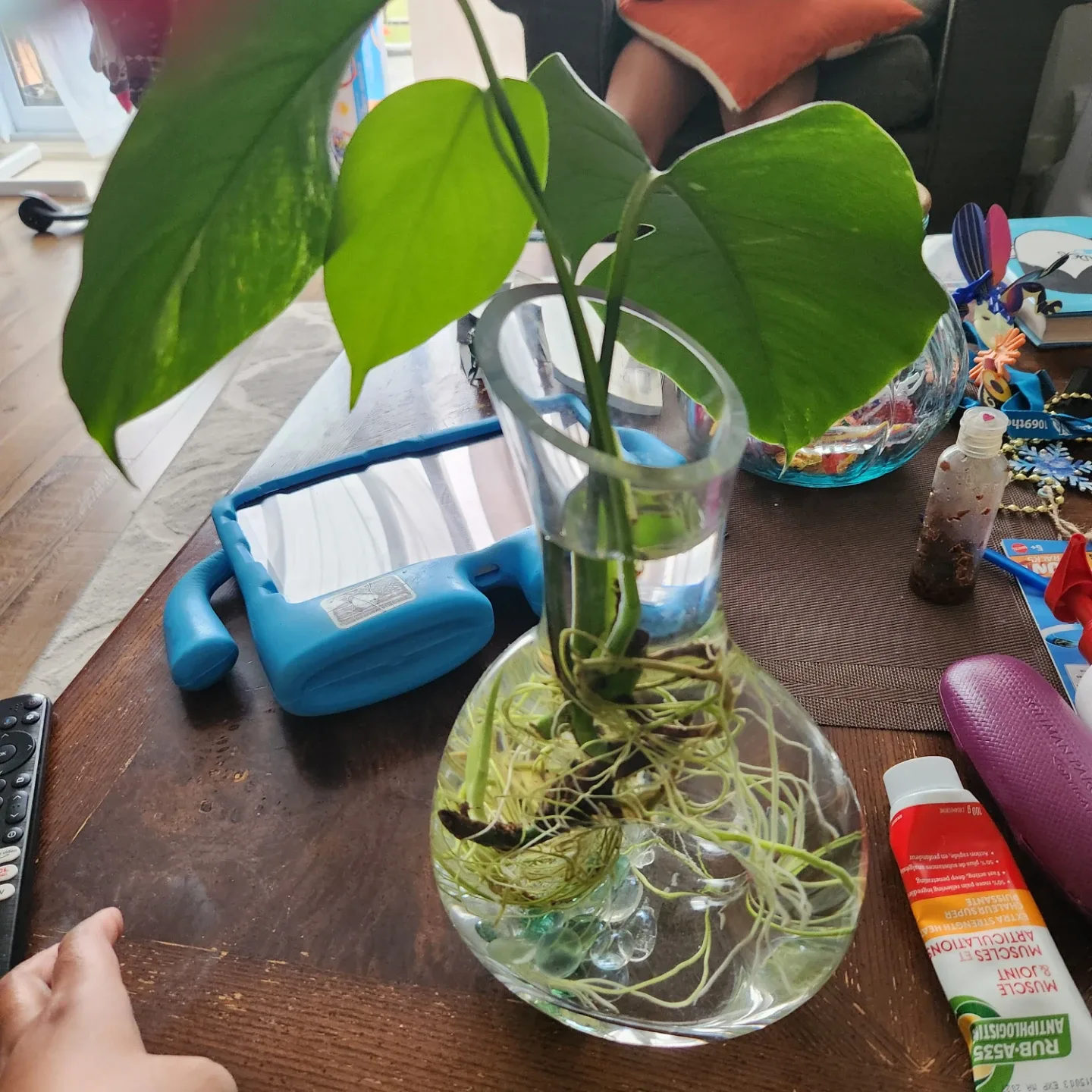 Monstera Plant Cutting in Vase image indicator(2)