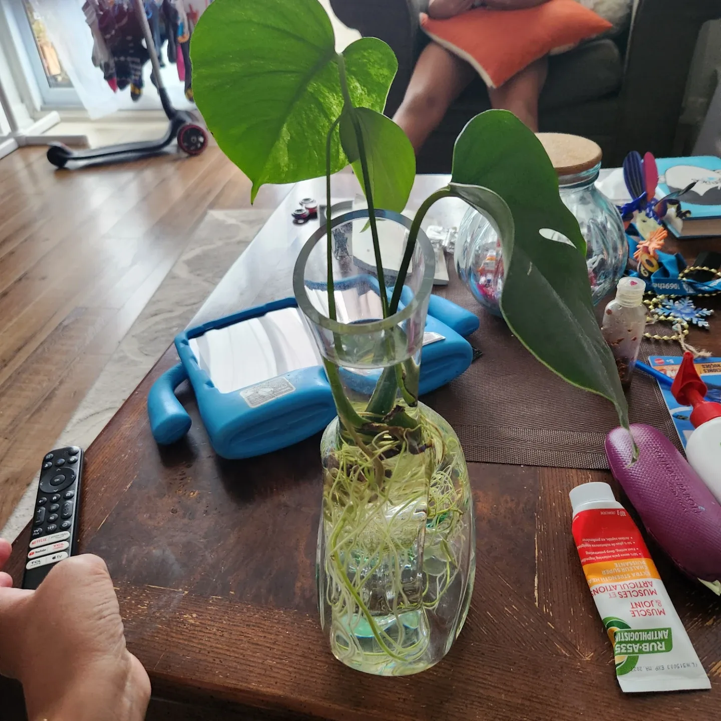 Monstera Plant Cutting in Vase image indicator(3)