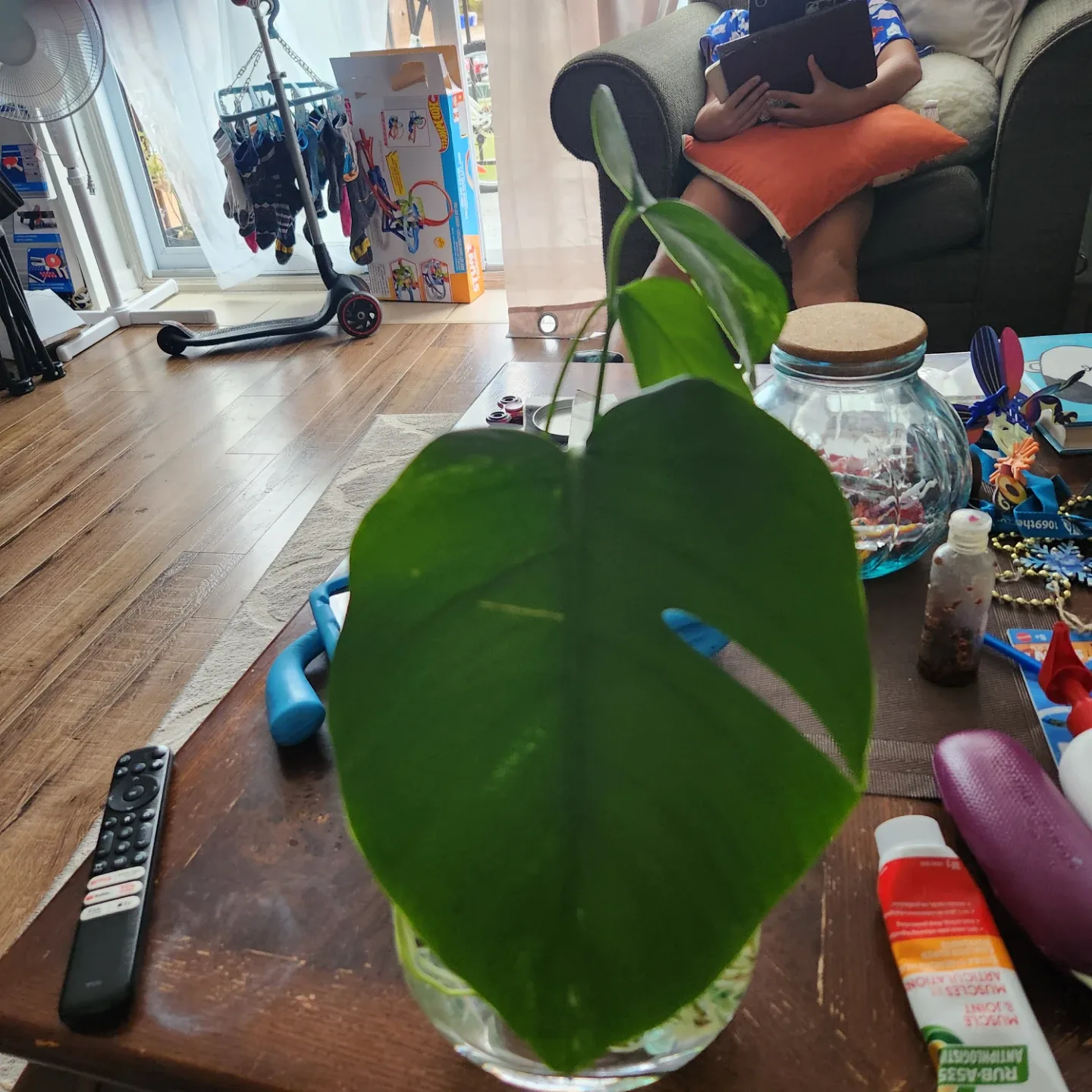 Monstera Plant Cutting in Vase image indicator(4)