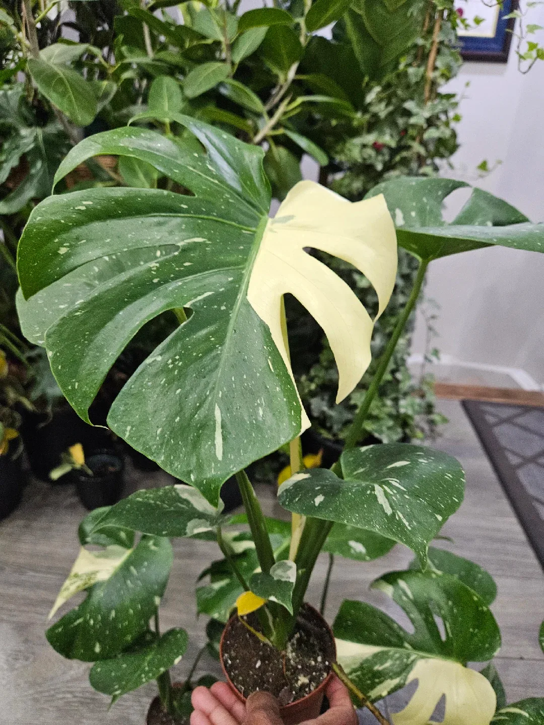 Monstera Plant image indicator(2)