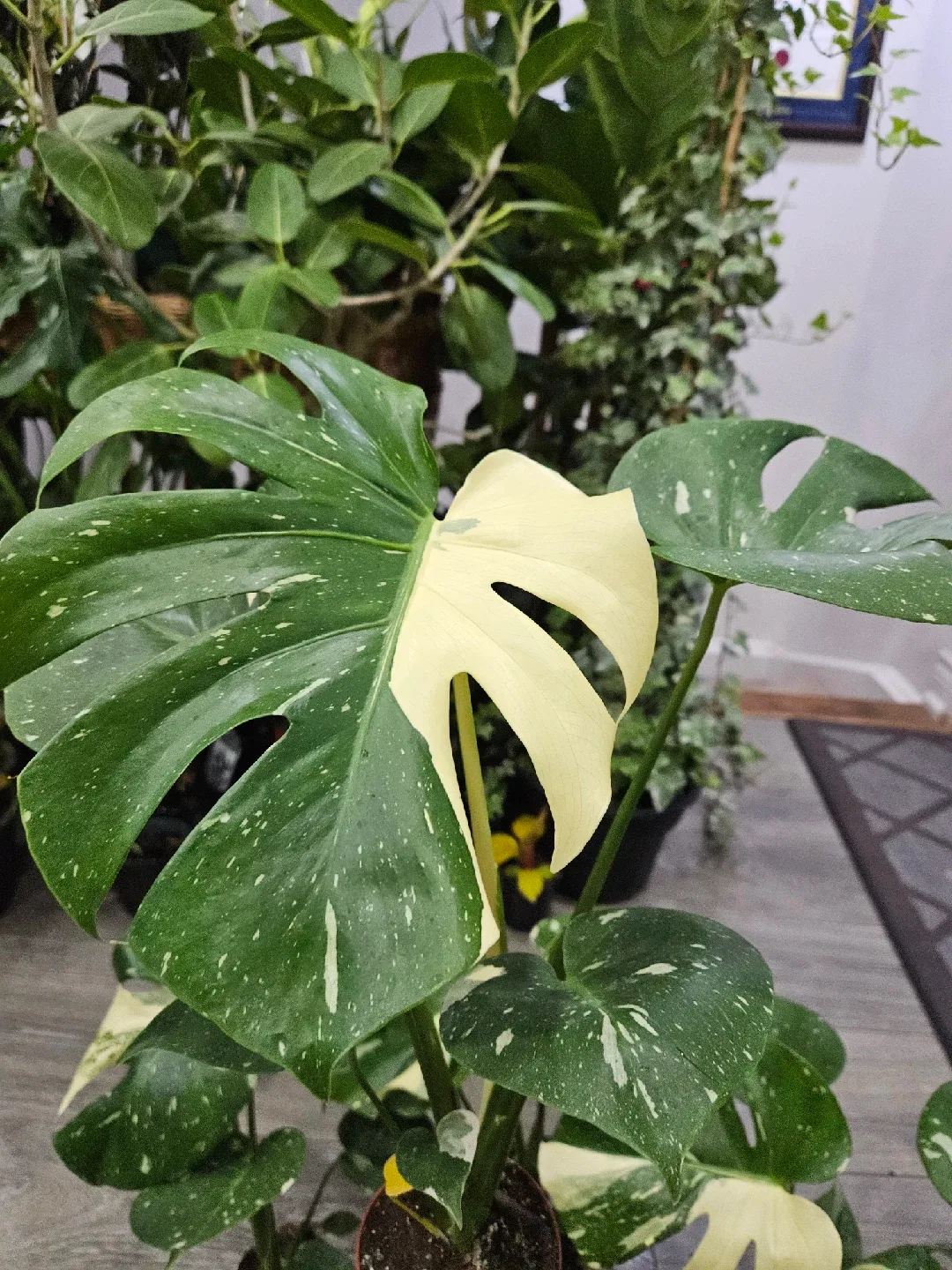 Monstera Plant image indicator(4)