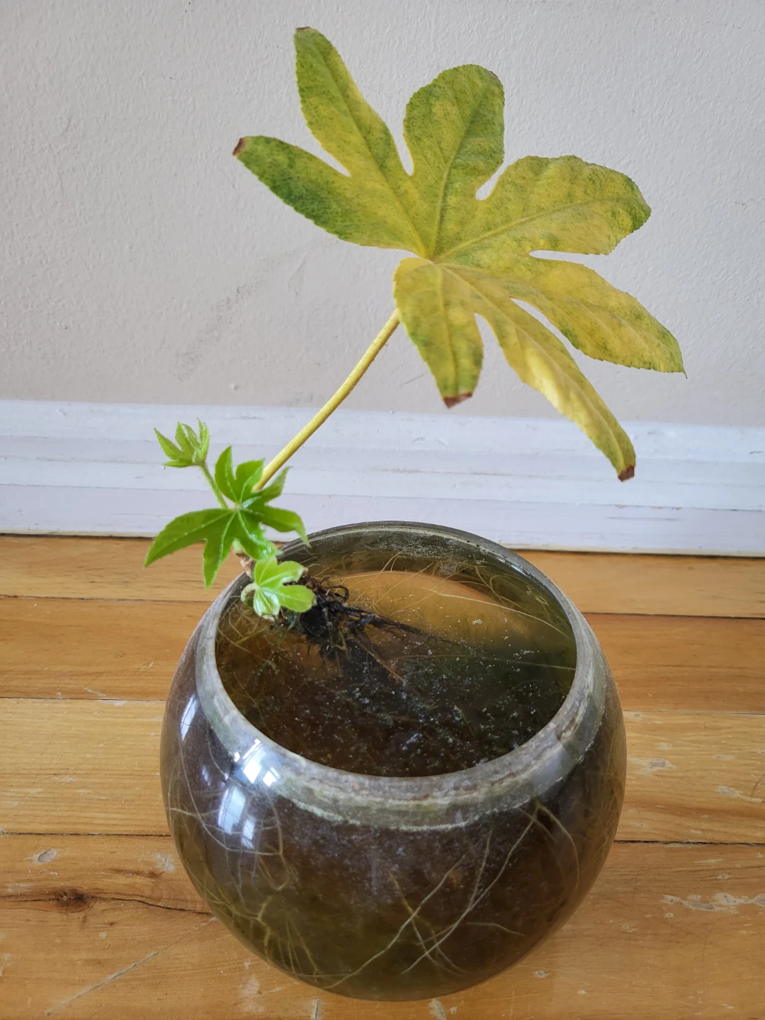 Happy Plant in glass bowl
