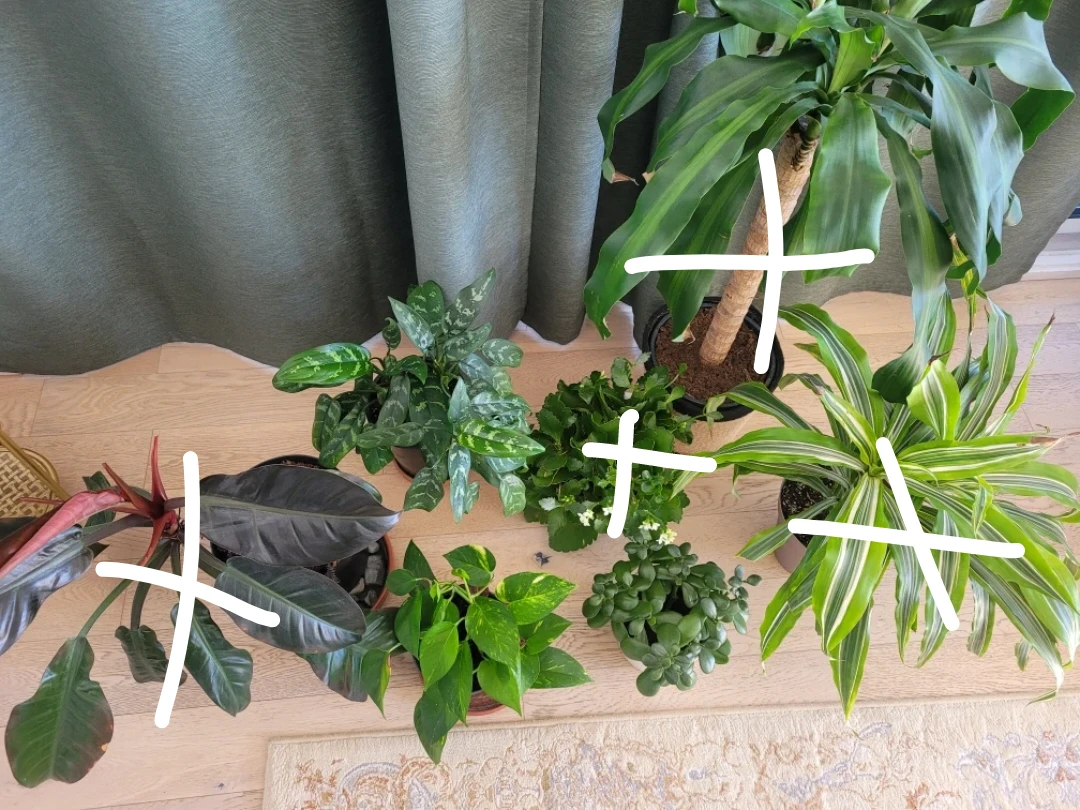 Beautiful healthy plants