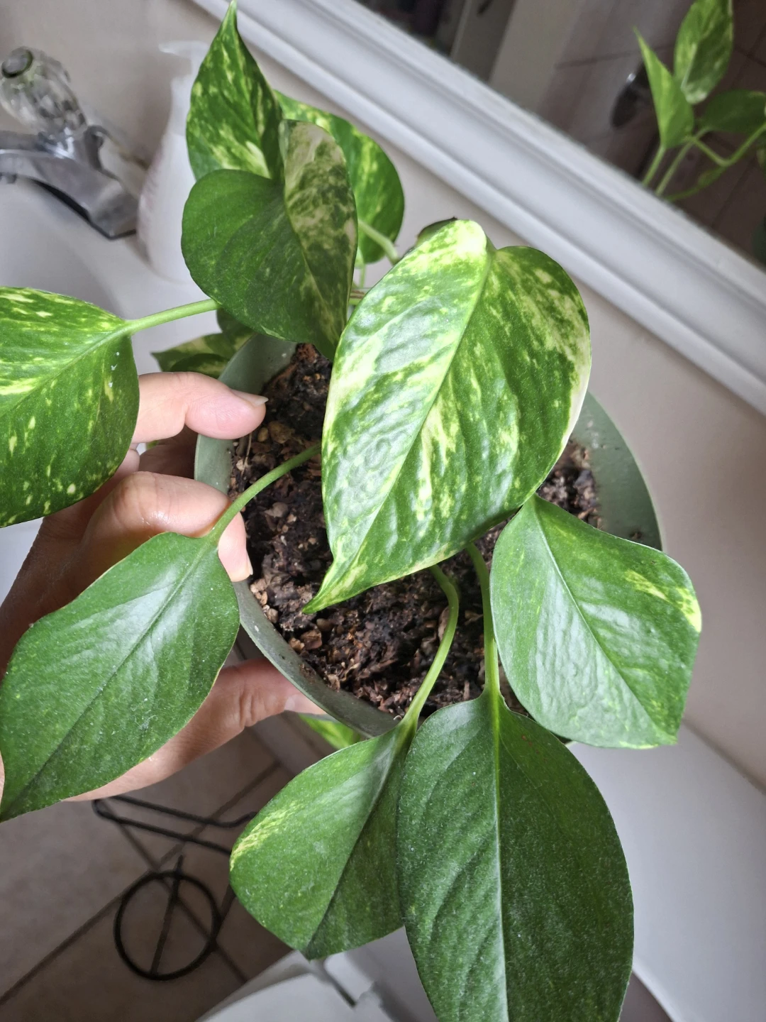 Pothos Plant