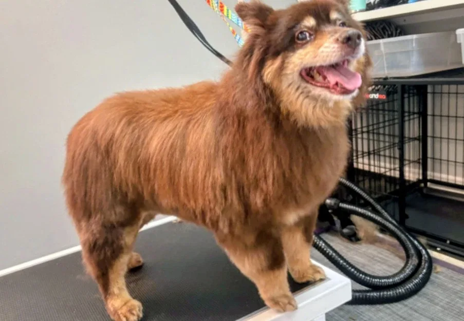dog grooming 🦴🐶 image indicator(8)