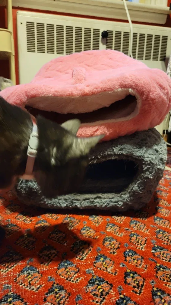 Cat things image indicator(3)