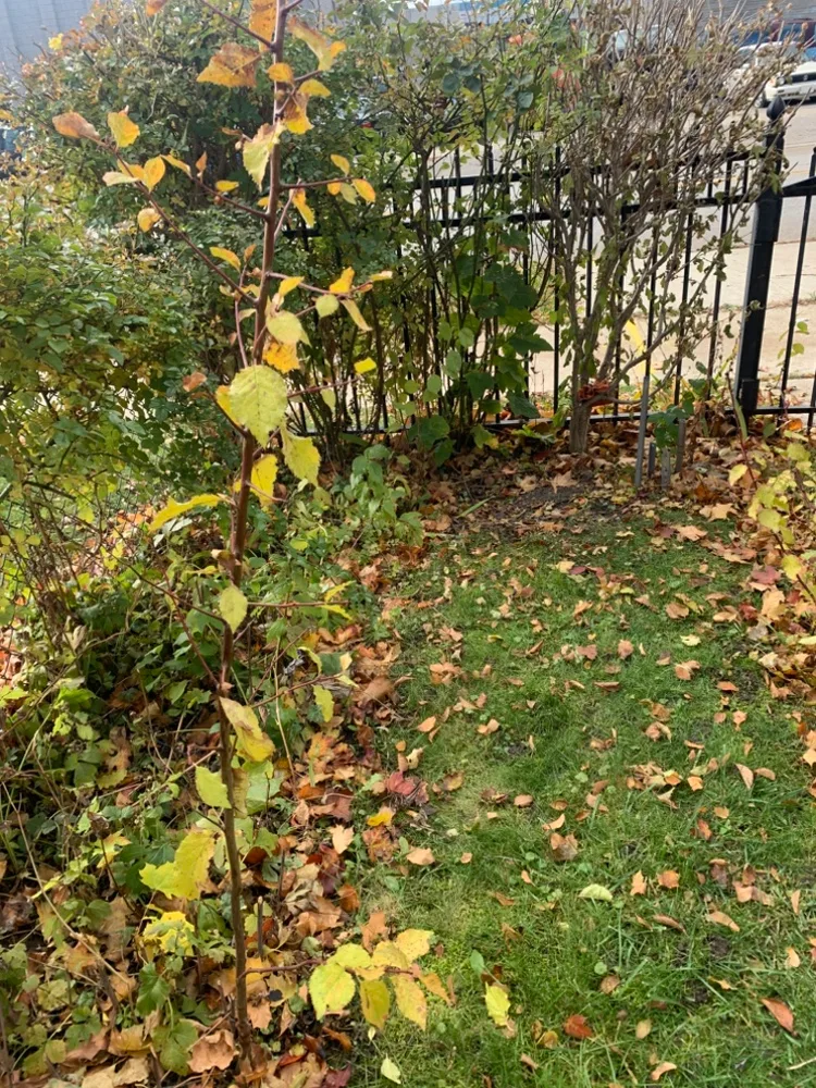 German Plum Tree 2-5 ft. image indicator(5)