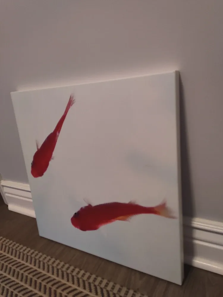 Fish Wall Art - 19.5 x 19.5 inches image indicator(3)