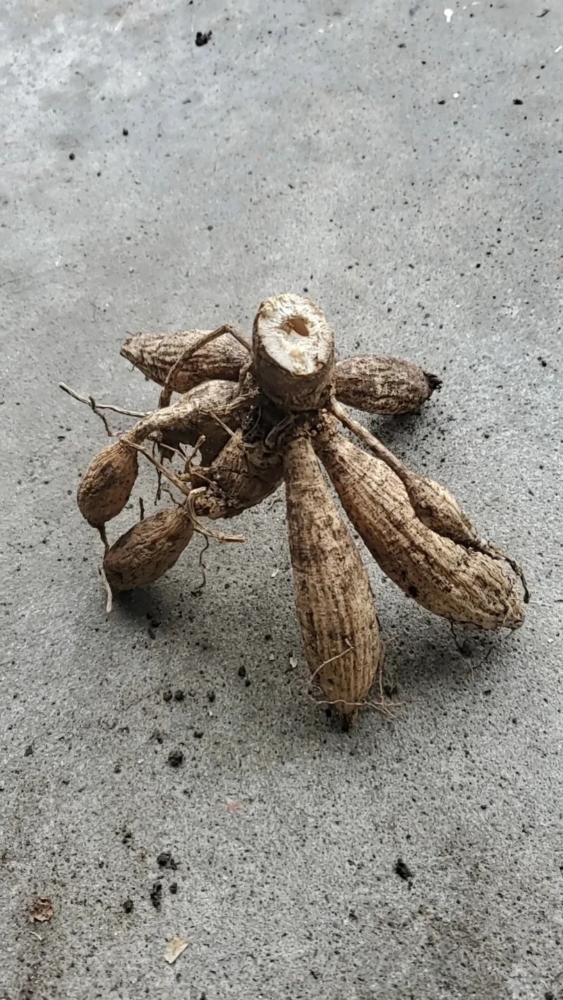 Dahlia roots image indicator(2)