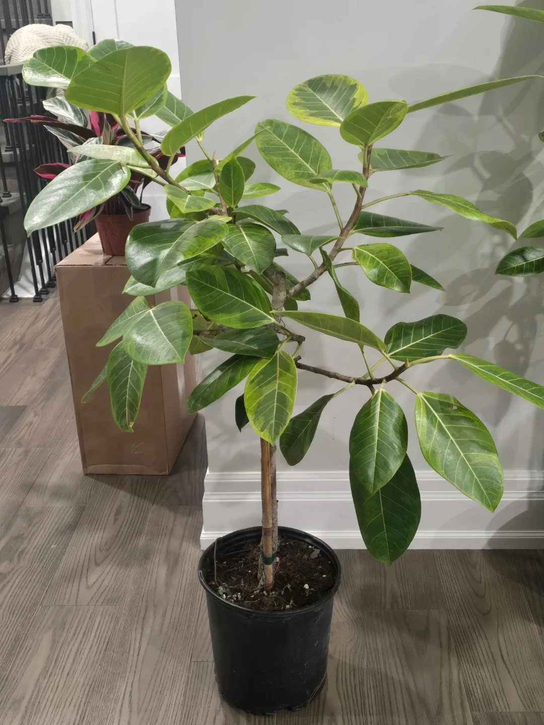 Ficus moonshine standard tree image indicator(3)