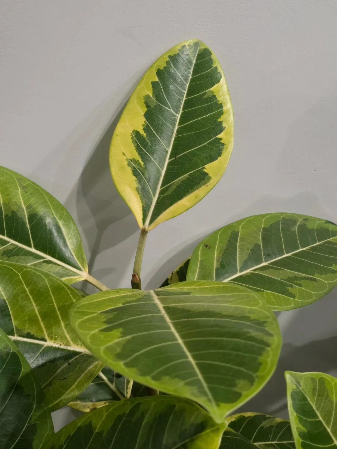 Ficus moonshine standard tree image indicator(5)