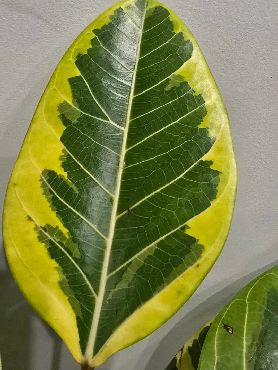 Ficus moonshine standard tree image indicator(6)