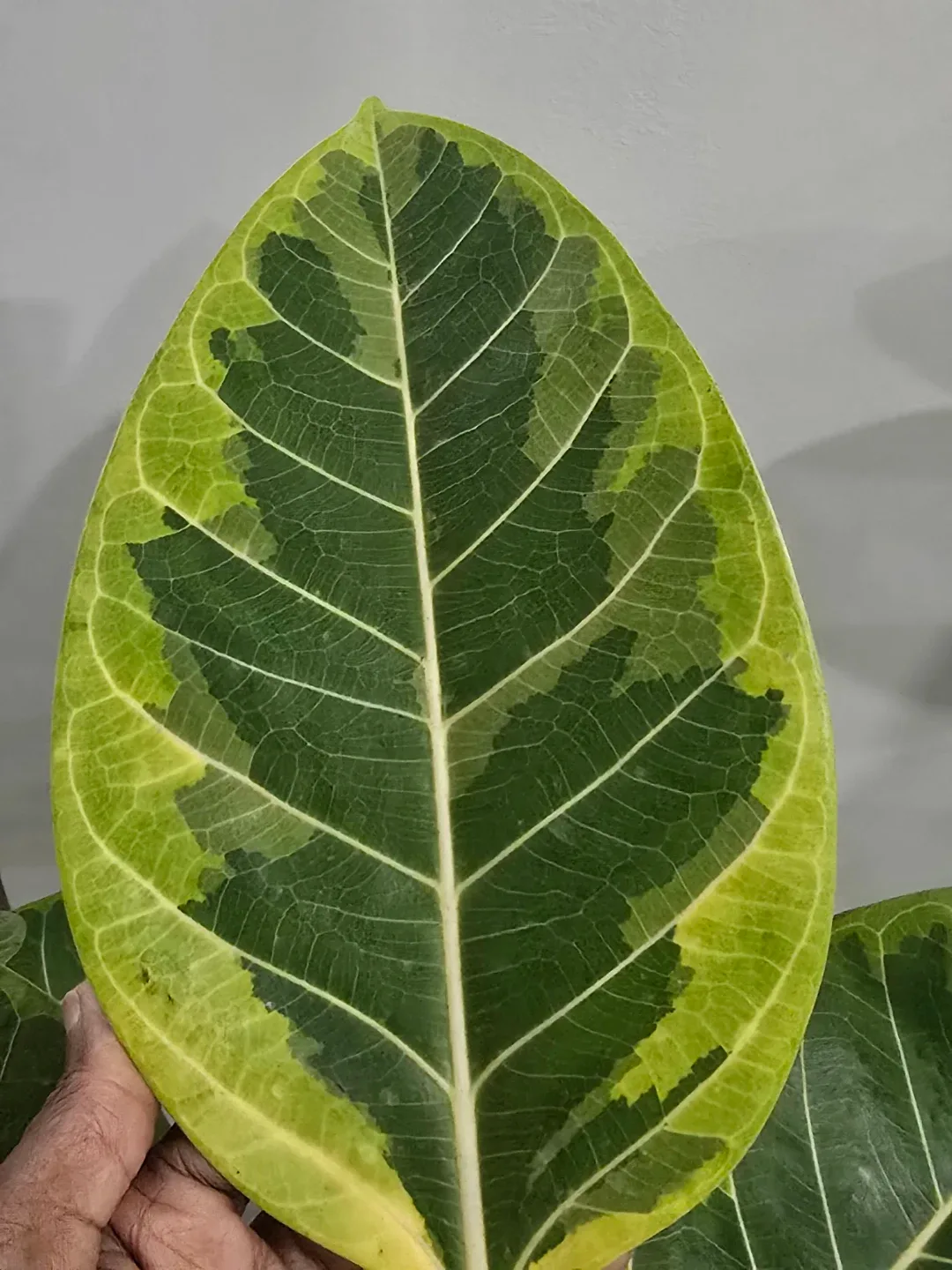 Ficus moonshine standard tree image indicator(7)