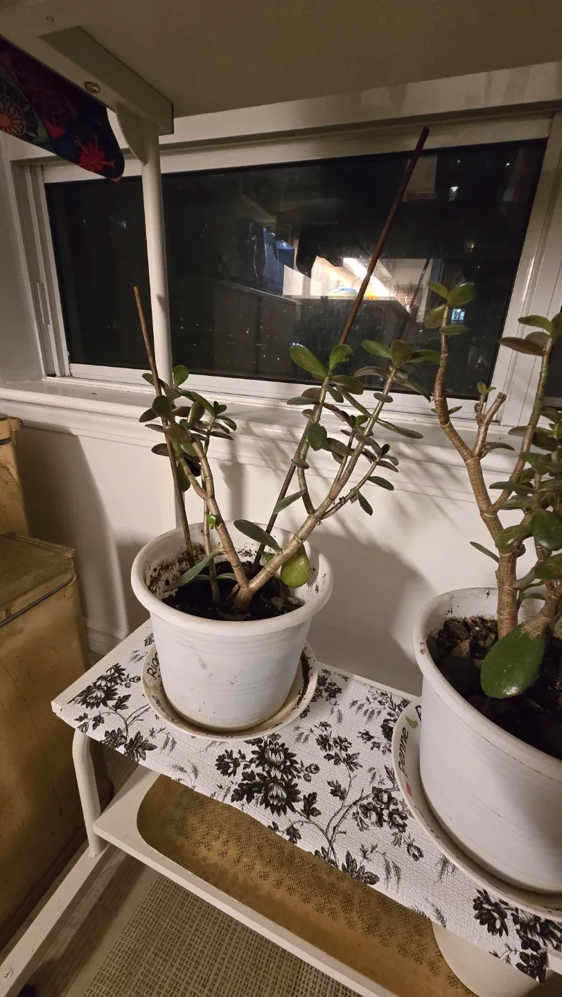 Jade Plant in White Pot image indicator(3)