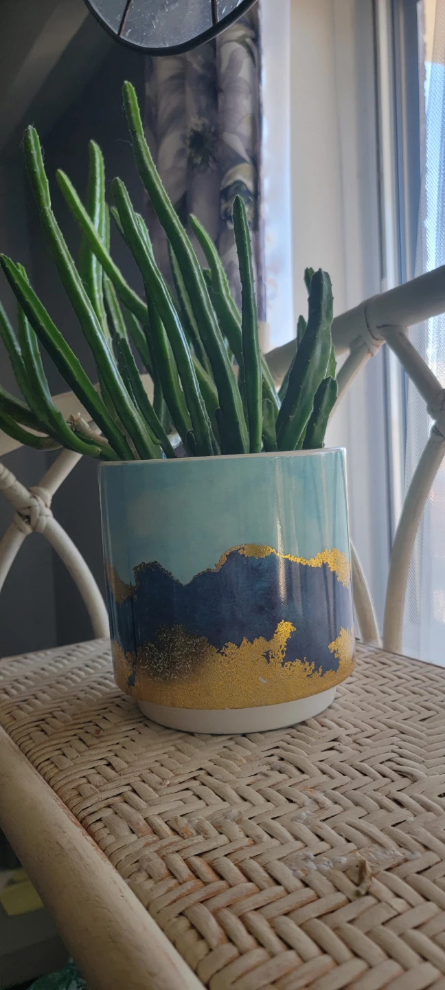 Succulent Plant in Decorative Pot