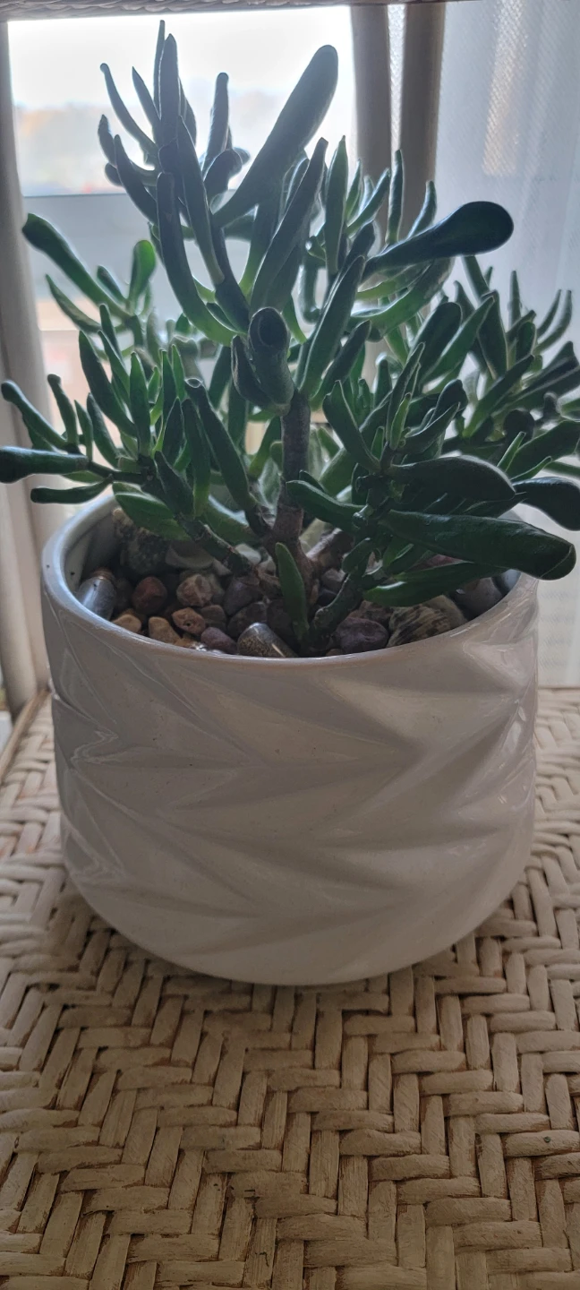 Succulent Plant in Decorative Pot - photo 4