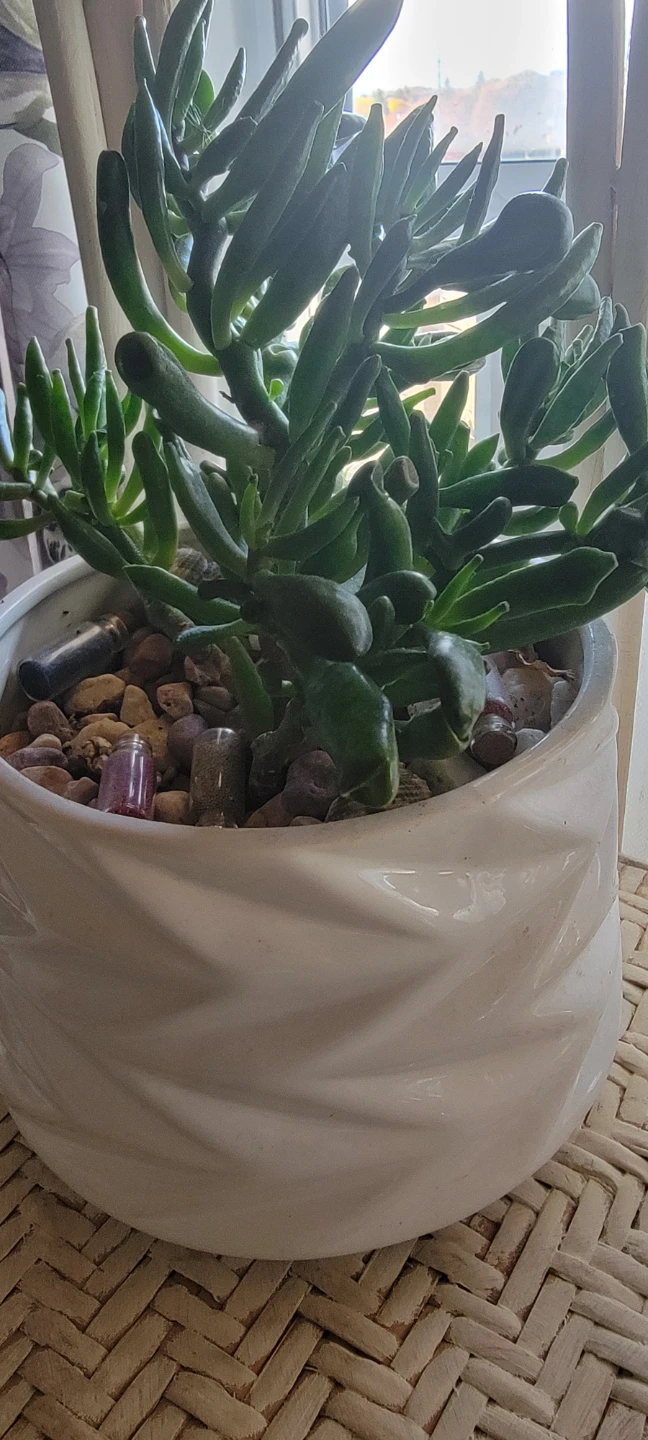 Succulent Plant in Decorative Pot - photo 5