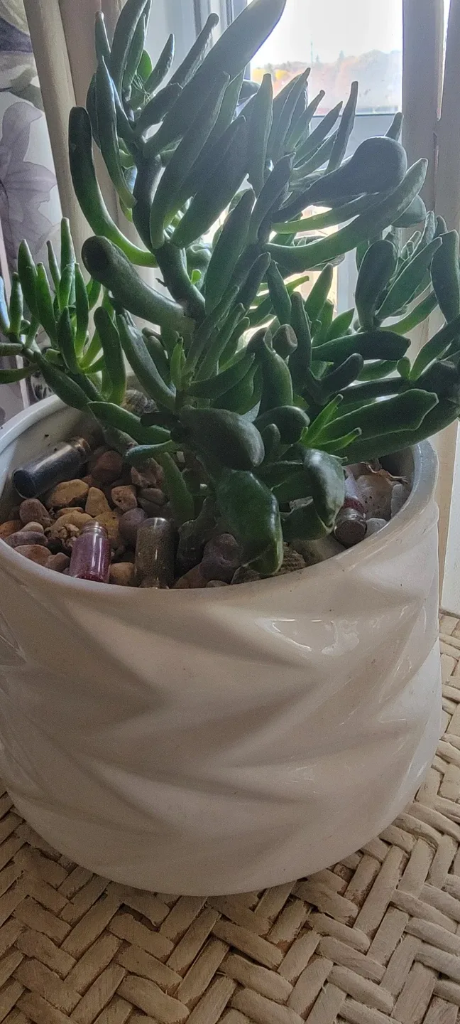 Succulent Plant in Decorative Pot image indicator(5)