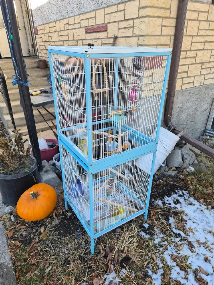 Blue Bird Cage image indicator(2)