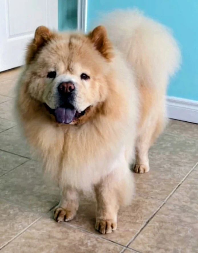 dogs grooming - photo 3