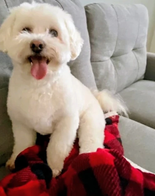 dogs grooming - photo 4