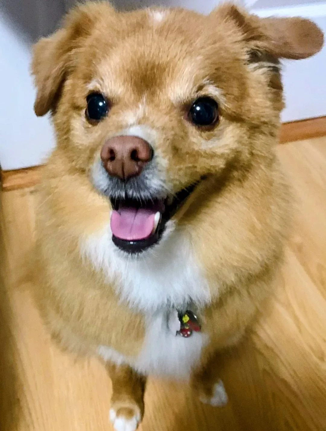 dogs grooming image indicator(5)