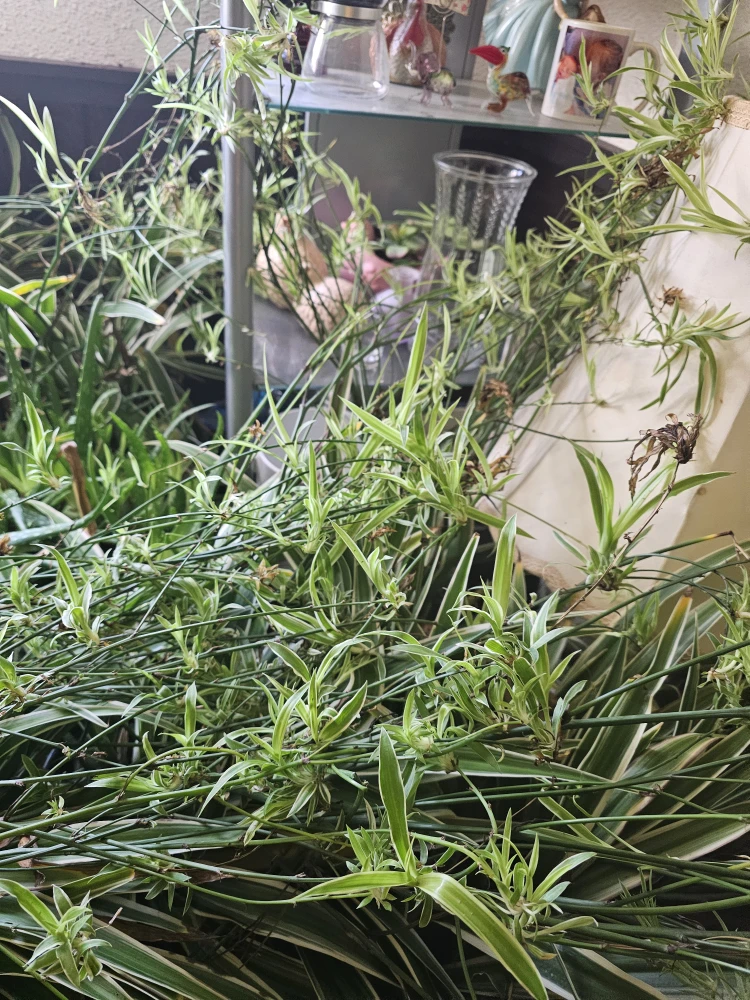 Spider plants - photo 4