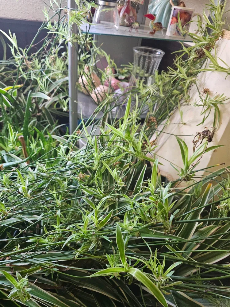 Spider plants image indicator(4)