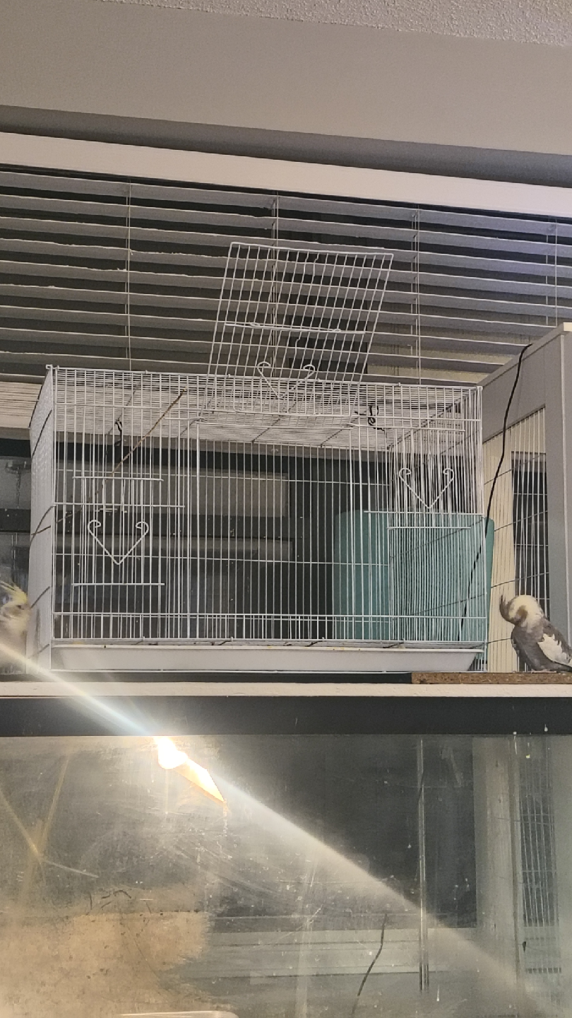 birdcage