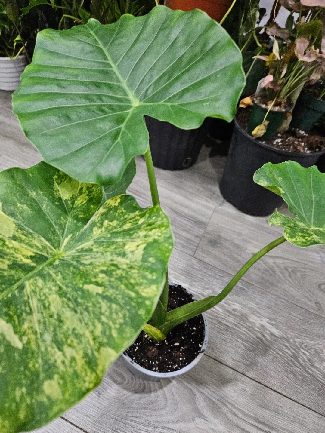 Alocasia Plant🥕 image indicator(3)