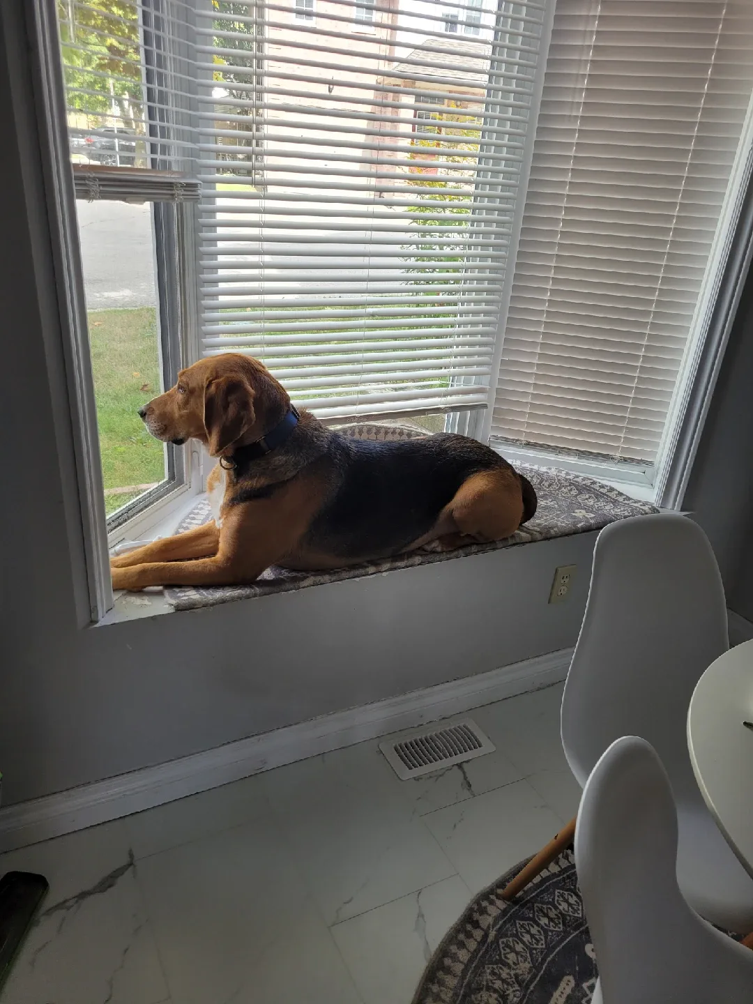 Pet sitting/ dog walking image indicator(8)