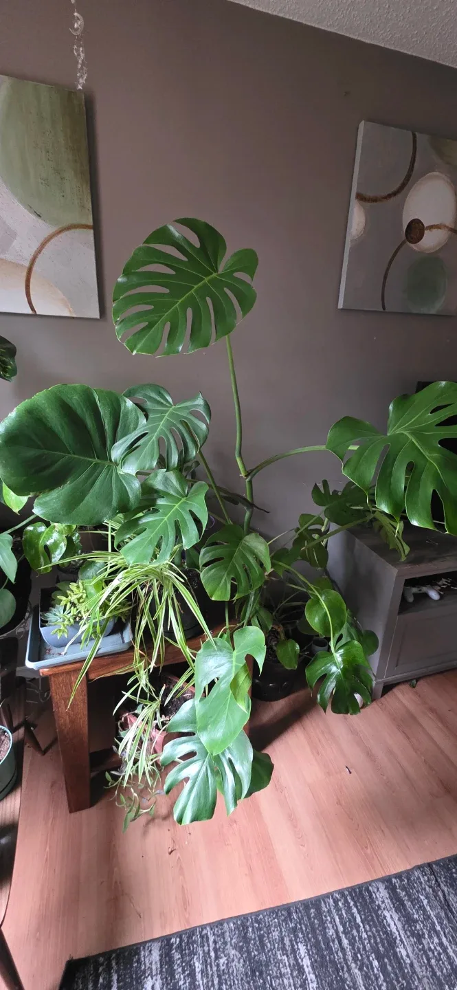 Monstera Plant