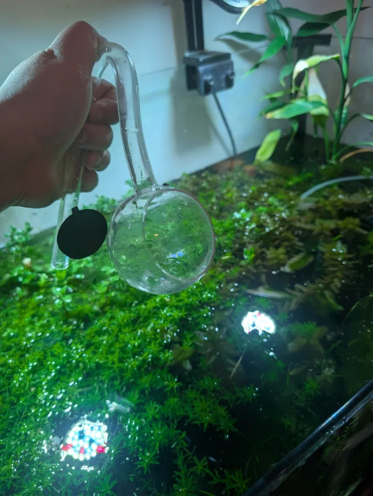 Glass outflow pipe (lily) for aquarium image indicator(3)