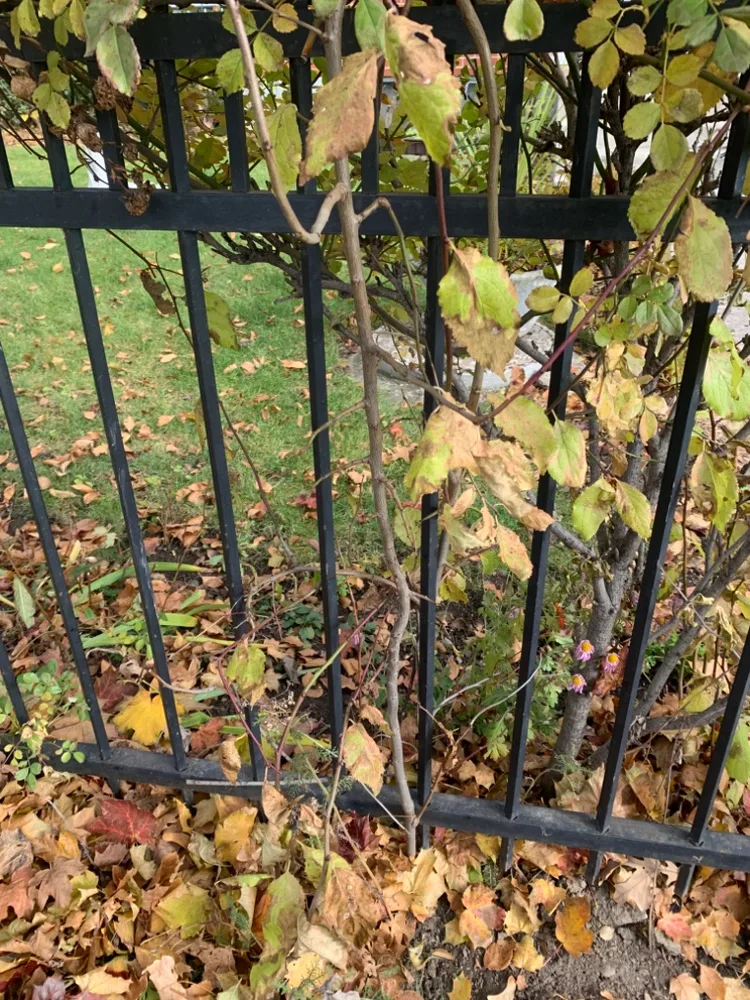 German Plum Tree 2-5 ft. image indicator(3)