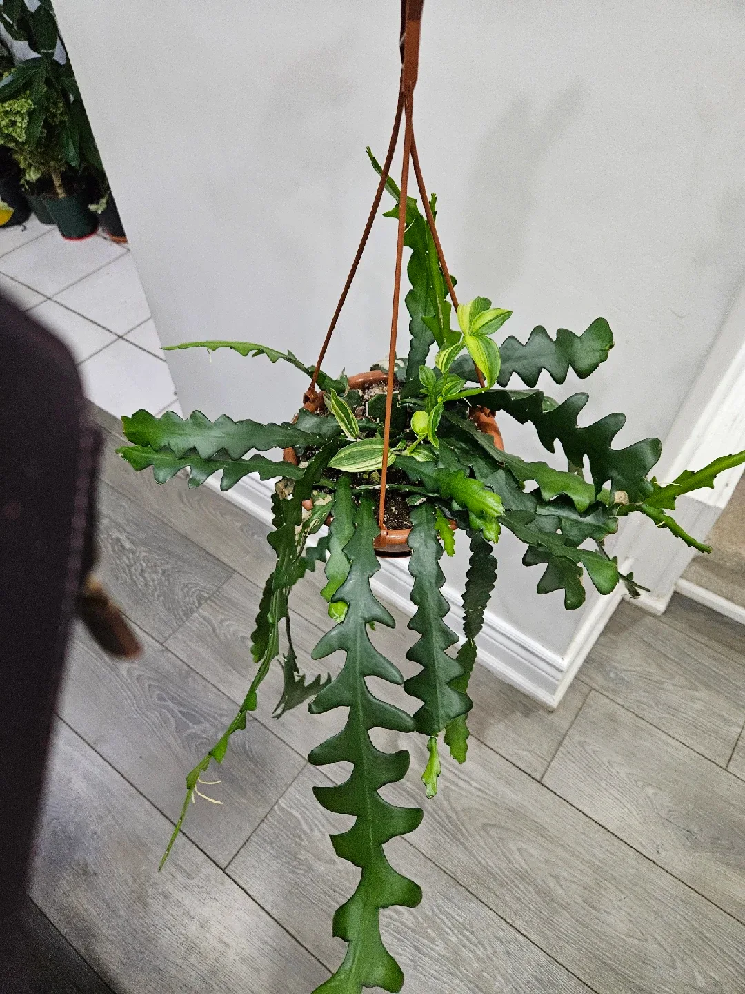 Hanging Fishbone Cactus Plant image indicator(2)