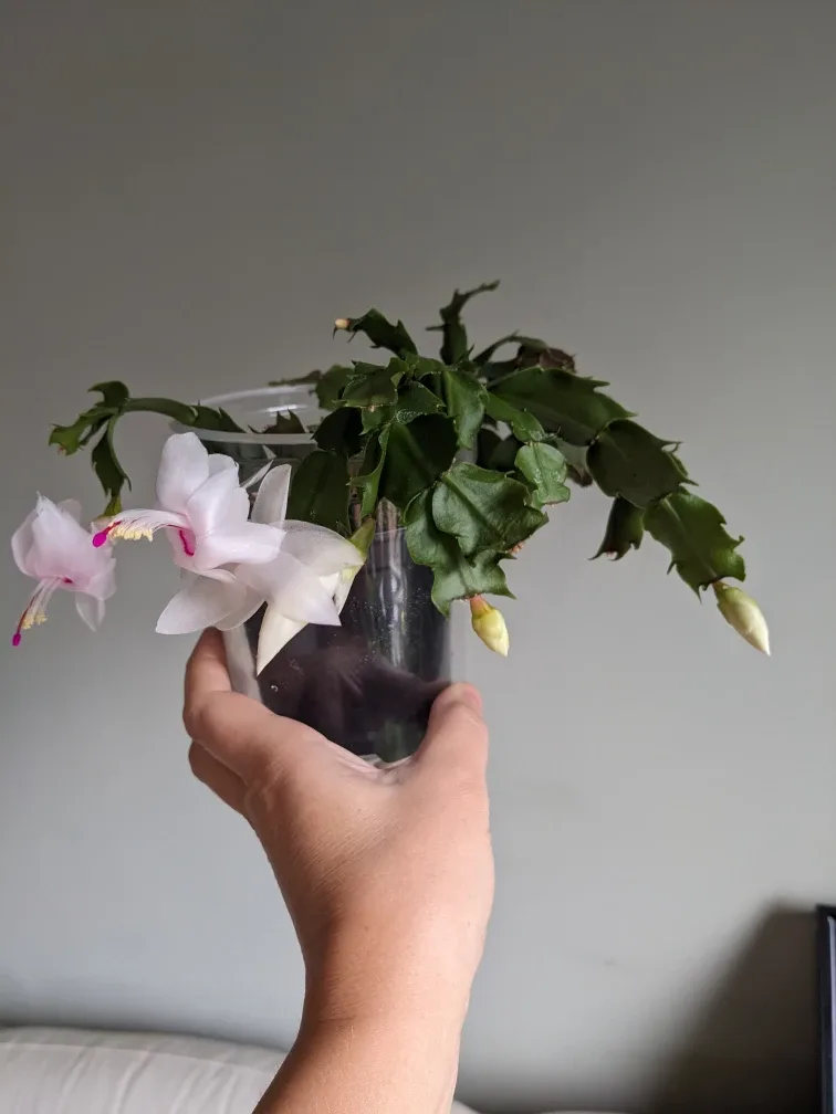 HOUSE PLANT/ INDOOR PLANT CHRISTMAS CACTUS