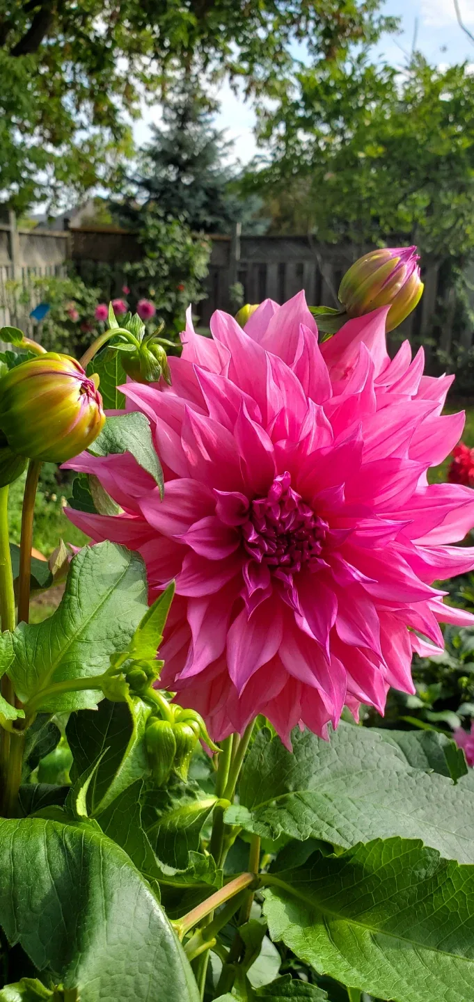 Dahlia Roots thumbnail