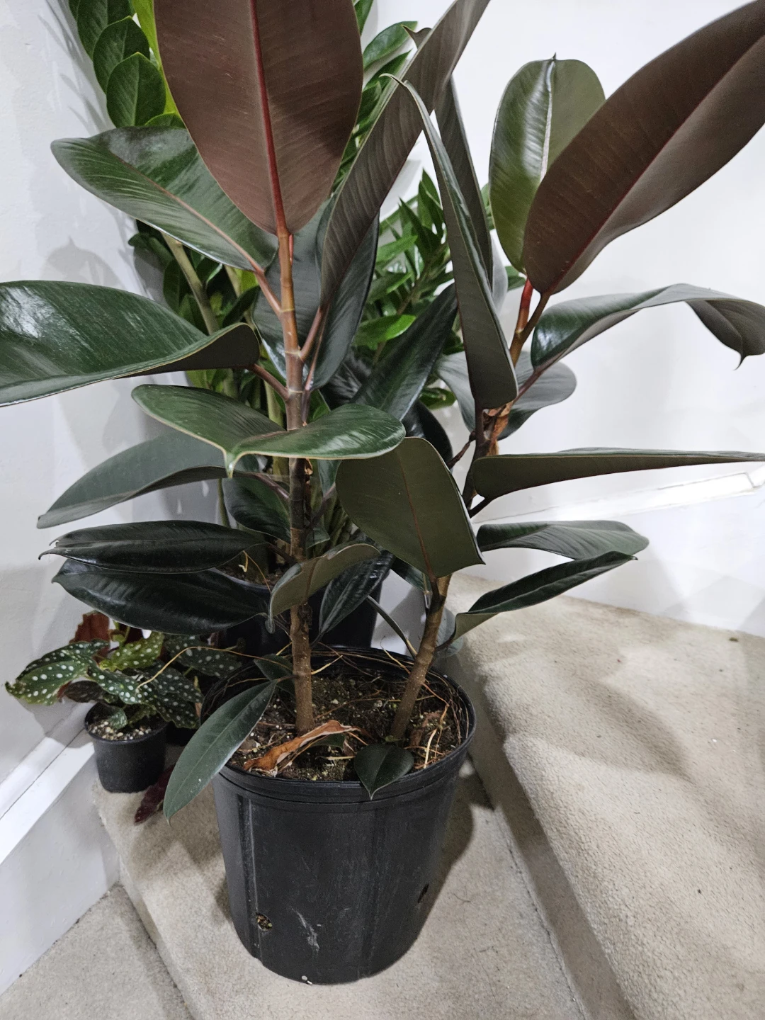 Rubber plant in 10"pot - photo 4