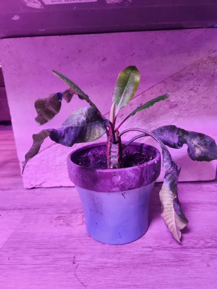 2 Madagascar jewel plants image indicator(2)